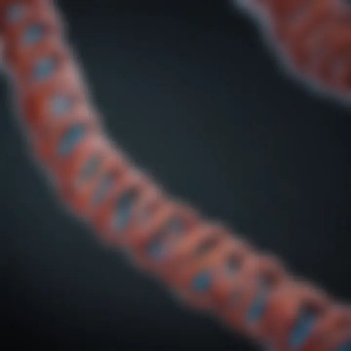 Magnificent A Comprehensive Examination of Chromosome 9: Structure, Function, and Implications in Human Genetics