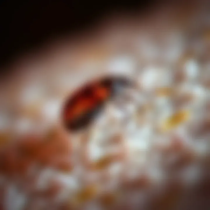 Magnificent Evaluating the Efficacy of Essential Oils in Repelling Bed Bugs