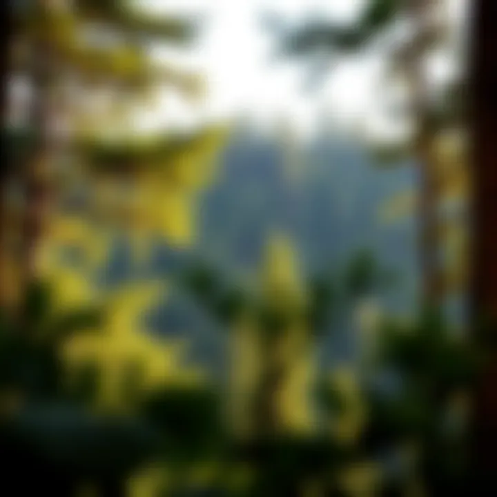 Magnificent Sustainable Use of Forests: A Comprehensive Examination