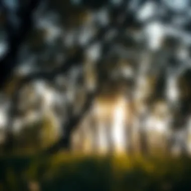 Magnificent The Role of Trees in Mitigating Global Warming Magnificent The Role of Trees in Mitigating Global Warming