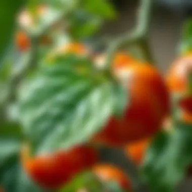 Magnificent Understanding Tomato Leaf Problems: Causes and Solutions Magnificent Understanding Tomato Leaf Problems: Causes and Solutions