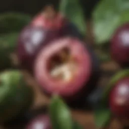 Botanical illustration of mangosteen showing its distinctive features