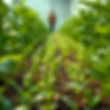 Notable An In-Depth Exploration of Effective Pesticides