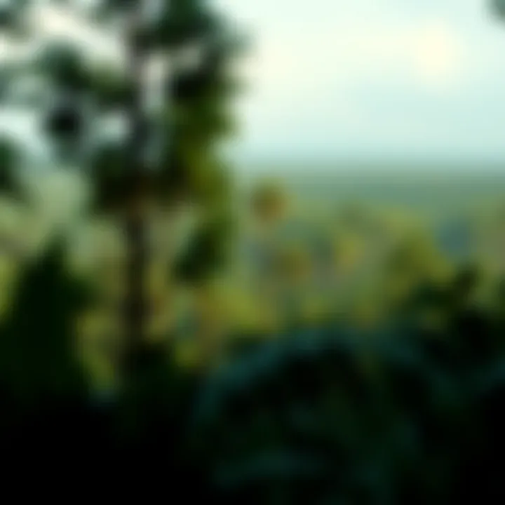 Consequences of Deforestation Deforested area in the Amazon