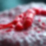 Bio-Oss Graft: An In-Depth Examination of Its Applications and Effectiveness Introduction