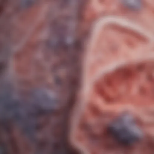 Histological examination of biphasic malignant mesothelioma showing dual components.