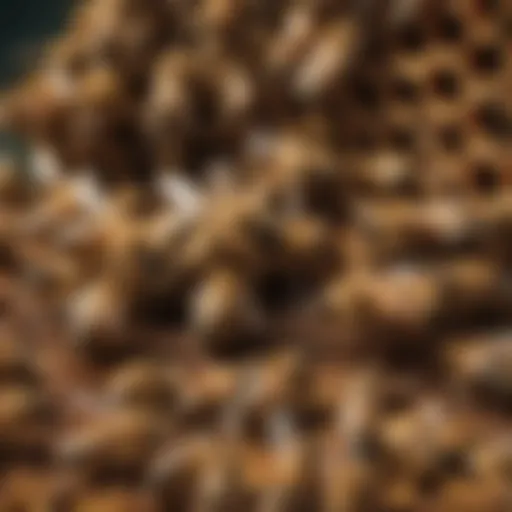 A vibrant honey bee colony in a beehive