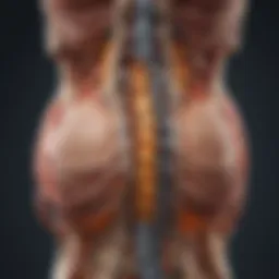 Illustration depicting spinal anatomy and fusion technique