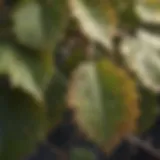 Close-up of grapevine leaves infested with pests