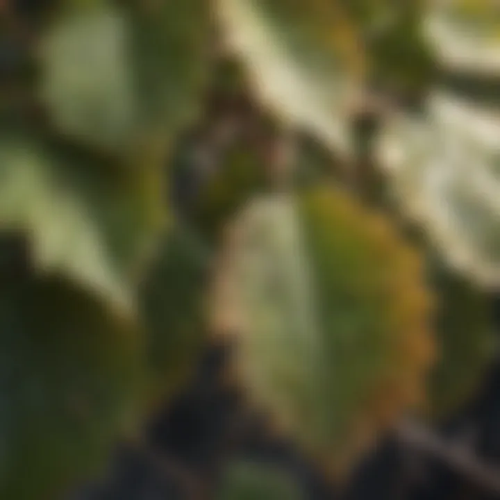 Close-up of grapevine leaves infested with pests