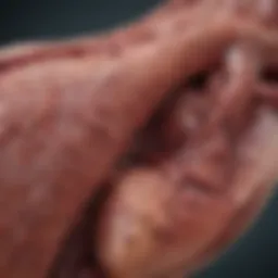 Detailed diagram of liver cancer types