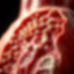 Detailed illustration of amyloid deposits in cardiac tissue