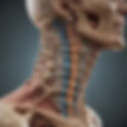 Anatomical illustration of the cervical spine highlighting decompression areas