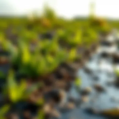 Sustainable Peat Extraction Practices Sustainable peat extraction practices