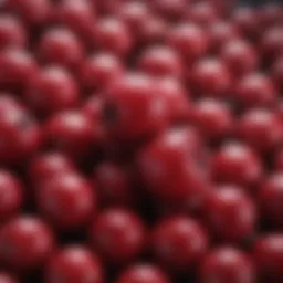 Cranberry fruit with focus on its bright red color and texture