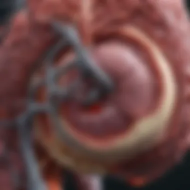 Anatomical Insights into the Pancreas Anatomical diagram of the pancreas