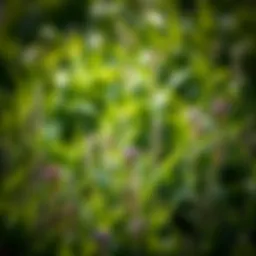 A lush green field with diverse plant life symbolizing biodiversity