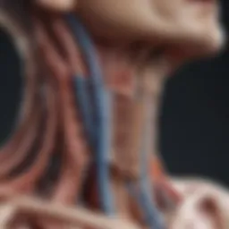 Anatomical structure of the esophagus