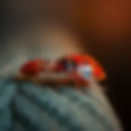 Evaluating the Efficacy of Essential Oils in Repelling Bed Bugs Introduction