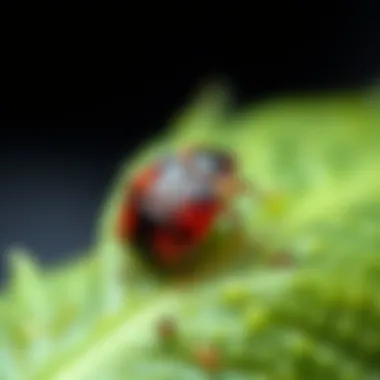 Notable Evaluating the Efficacy of Essential Oils in Repelling Bed Bugs