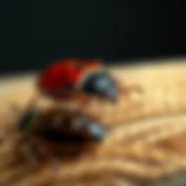 Evaluating the Efficacy of Essential Oils in Repelling Bed Bugs Summary