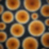 A detailed view of Staphylococcus aureus colonies on a nutrient agar plate