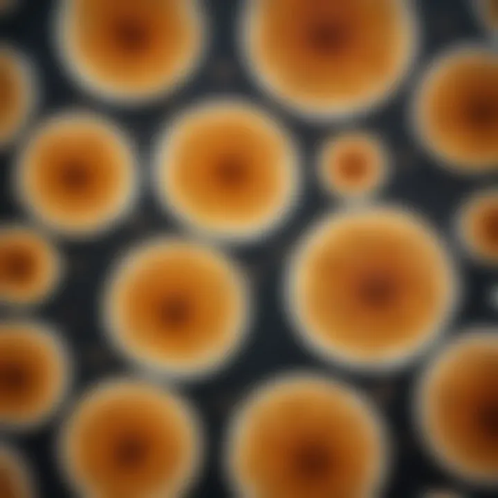 A detailed view of Staphylococcus aureus colonies on a nutrient agar plate