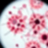 Detailed view of lung cancer cells under a microscope