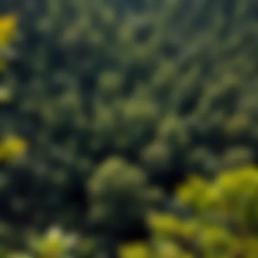 Aerial view of a lush forest showcasing biodiversity