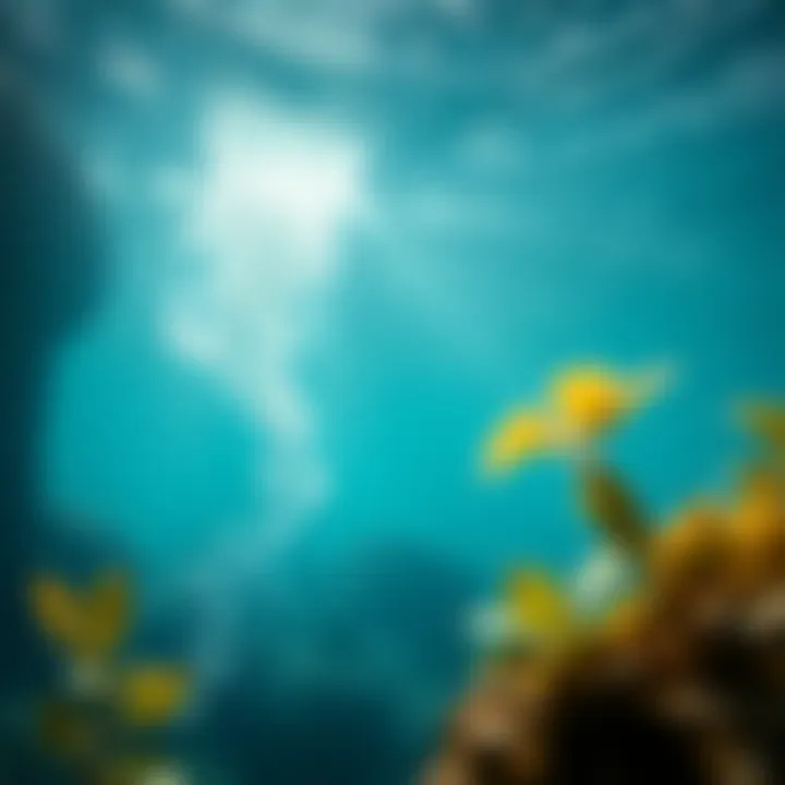 Conservation Initiatives in Marine Ecology Visual representation of conservation efforts in marine environments