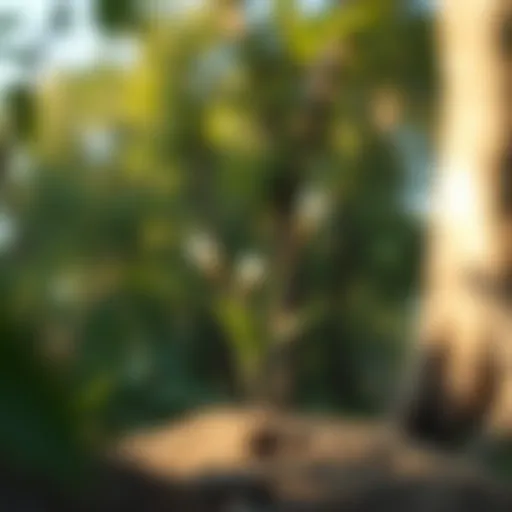 Harnessing Energy from Nature Nature-inspired energy boost