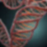 A detailed diagram showcasing mitochondrial DNA structure