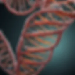 A detailed diagram showcasing mitochondrial DNA structure