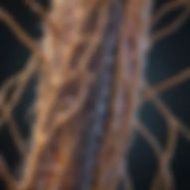 Structure of Myelin Sheath Diagram illustrating the structure of myelin sheath