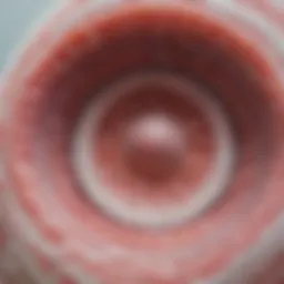 Detailed structure of the amniotic membrane showing layers and components