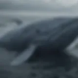 A majestic blue whale swimming gracefully in the ocean