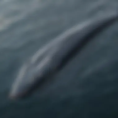 A detailed infographic showing the blue whale's migratory patterns