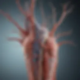 Diagram illustrating the nervous system affected by diabetic neuropathy