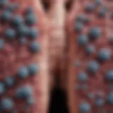Visualization of non-small cell lung cancer subtypes