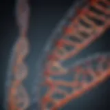 Detailed representation of Ha tag DNA sequence structure