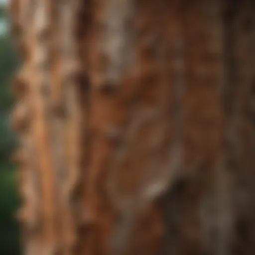 A cork oak tree showcasing its unique bark structure