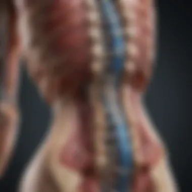 Lumbar Spine Anatomy An anatomical illustration highlighting the lumbar spine