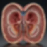 Detailed cross-section of the myocardium showcasing its layers.