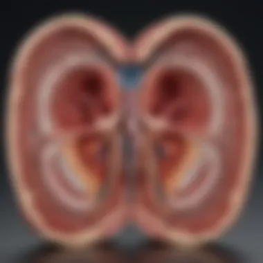 Detailed cross-section of the myocardium showcasing its layers.