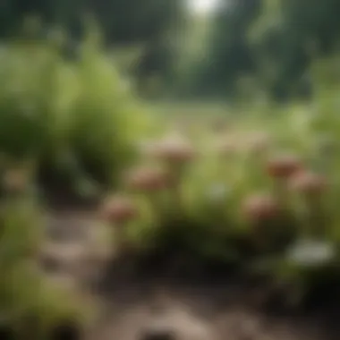 Application of Fungal Biopesticides A field application of fungal biopesticides on crops