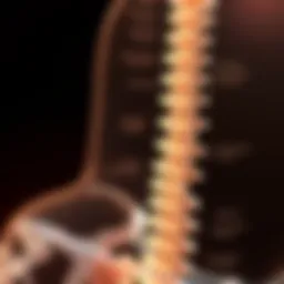 Diagram illustrating spinal degeneration mechanisms