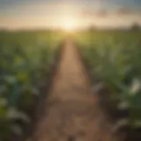 A visual representation of genetically modified crops in a field.