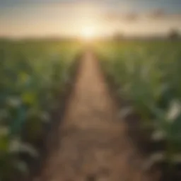 A visual representation of genetically modified crops in a field.