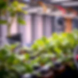 Hydroponic system showcasing thriving plants in a clear container filled with nutrient-rich water