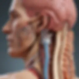 Illustration depicting the anatomy of the pituitary gland.